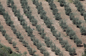 高溫極端氣候一年比一年嚴重 全球橄欖油業面臨危機