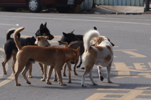 遊蕩犬貓攻擊台灣原生種動物攀升 南投劃3鄉鎮19裏熱區優先改善