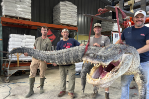 重360公斤長達4公尺！美國四鱷魚獵人抓到破紀錄巨鱷