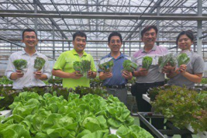 嘉義大林三欣園藝擁11種葉萵苣 這座植物工廠周產量達4噸