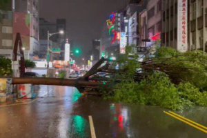 影／海葵颱風來襲 台南市路樹倒塌橫躺2個車道