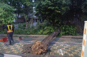 海葵颱風侵台 台南市入夜後行道樹倒塌、民宅鐵皮鬆脫