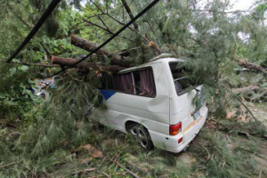 竹南海邊出現強陣風 假日之森百年木麻黃倒下壓中車子