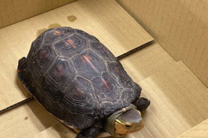 民眾營救誤入車道烏龜 送動保所發現是瀕臨絕種食蛇龜