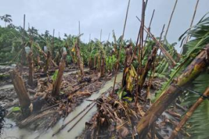 接連遇2颱風…屏東香蕉損失破億 農業處：產地價漲幅約一成