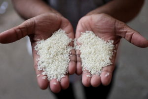 印度禁部分稻米外銷 全球米價創15年新高