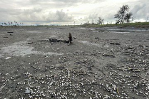 台東知本濕地乾涸見底…貝類、魚屍遍布 鳥友籲「救救濕地」