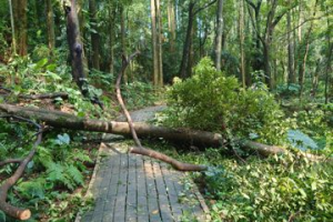 豪雨襲嘉市！百年樹木園、嘉義公園5棵大樹消失 市民不捨