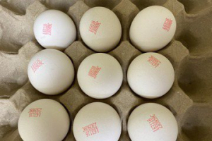 基市立委參選人關切學生喫的雞蛋 教育處：絕非進口蛋