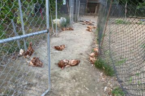 好慘！8隻遊蕩犬秒殺 苗慄銅鑼160隻蛋雞屍橫遍野
