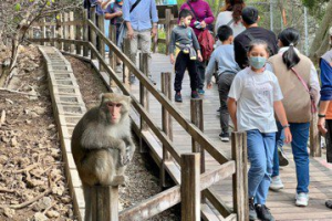 防台灣獼猴作亂 壽山動物園特製這款垃圾筒搞定猴群