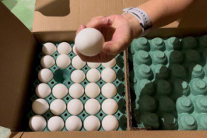 雲林縣有1.7萬箱庫存進口蛋 幸市面查無「疑慮蛋」