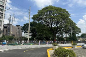 屏東大學主動讓路77坪解決人樹衝突 慶百年雨豆樹重生