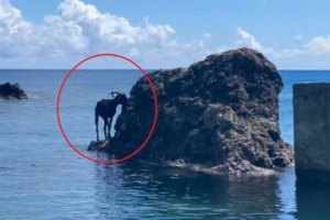 喫到忘我的蘭嶼羊受困礁巖 遊客：飄「羊」過海嗎？