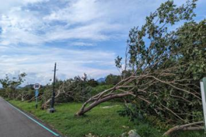 海葵颱風台東森林公園倒萬棵樹 縣府：從小樹苗種回來