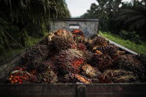 應對歐盟護林法規 馬來西亞對陸棕櫚油出口「擬一年增50萬噸」