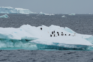 全球暖化加速！南極海冰面積又創新低 比37年前少100萬平方公裏