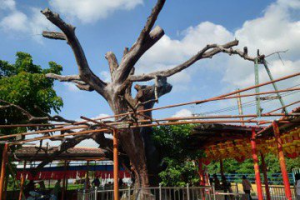 彰化茄苳公重病後重生 社區中秋出招保護百年老樹