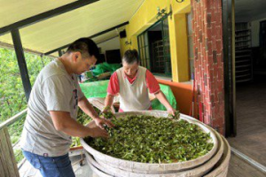 新北青農科技管理有機茶園 讓世界看見台灣