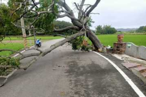 颱風災情苗慄縣計20件 西湖「金城武樹」也倒了！
