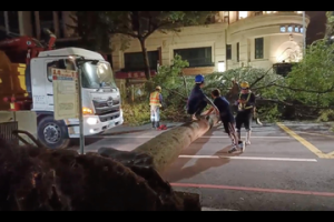 影／小犬颱風強風來襲 台南南門路路樹倒塌交通受阻