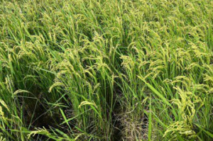 台東二期稻作出現蟲蟲危機 影響面積上百公頃