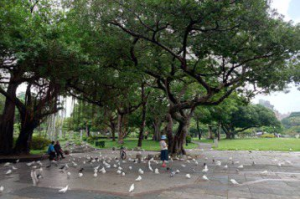 台中公園野鴿佔地為王 鴿糞為患百年風華褪色