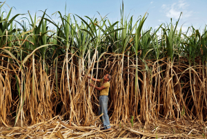 全球第二大糖出口國延長糖出口限制 恐對全球供應構成威脅