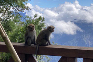 抑制猴族壯大 阿裏山森林遊樂區誘捕獼猴微創結紮