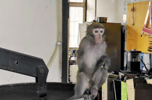 桃園獨臂猴被捕後死亡 檢驗結果3個月後出爐了