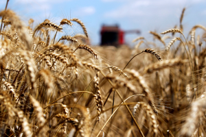 中國大買澳洲和法國小麥 今年進口量預料創新高