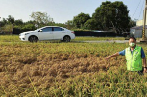 彰化溪州水稻病蟲害 農民善後想燒稻草除患相關單位不准