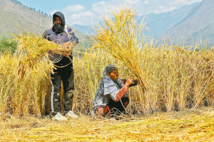 印度將延長稻米出口管制