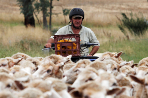 澳洲「羊口」過剩 農家免費送