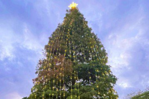公館2023公館聖誕季提前開跑 15米落羽松聖誕樹點亮