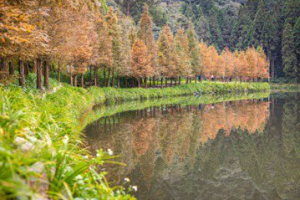 杉林溪冬季限定美景 「植物活化石」為山林抹上金黃