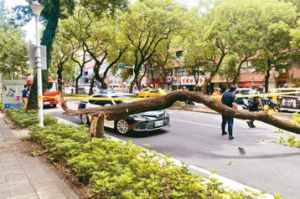 北市2年591路樹倒塌 民代：提高預算遠端監控防倒樹傷人命