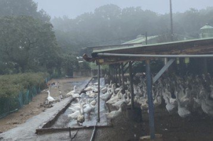 苗慄縣首例水禽確診H5N1流感 今撲殺千餘隻鵝