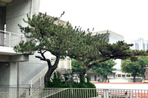 二重國小百年老黑松入列 新竹縣受保護樹木再增加