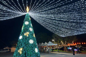 影／台東知本溫泉季換新裝 9米聖誕樹預告佳節腳步近