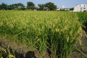 14年練一劍 「苗慄3號」新品種稻米抗白葉枯病