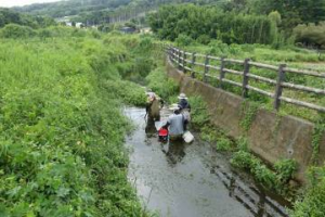 新社排水溝改善完工 中市府調整工法守護「台灣白魚」