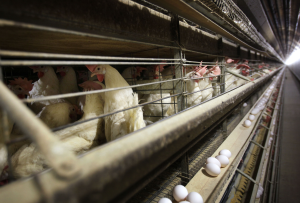 蛋價通膨恐重演！美國再爆禽流感 最大雞蛋生產商約68.4萬隻蛋雞染疫
