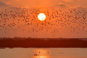 今年「開低走高」！台南北門黑腹燕鷗鳥況爆發 鳥友興奮：拍到太陽下山