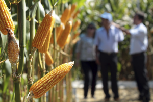 美國玉米失寵了？「這一國」才開放一年 躍居中國最大玉米供應國