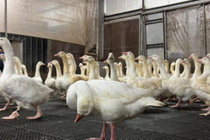嘉義大林鵝場染H5N1高病原禽流感 逾6000種鵝被撲殺