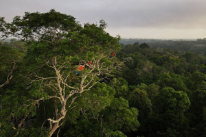 亞馬遜森林逢歷史性乾旱 居民擔心「不歸路」預兆
