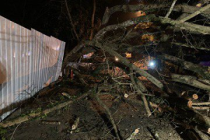 南投大樹倒塌4傷  縣府規畫「路樹健檢」確保民眾安全