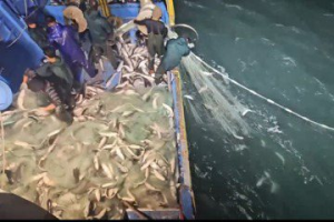 烏魚來了 彰化漁民1晚捕獲1.5萬尾