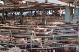 飼料國際價格下降豬價上升 肉品市場分析曝原因
